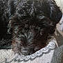 animal, black_dog, blanket, calm, close_up, comfort, companion, cozy, curly_fur, cute, dog, fur, home, indoors, pet, relaxing, resting, sleeping, snout, texture