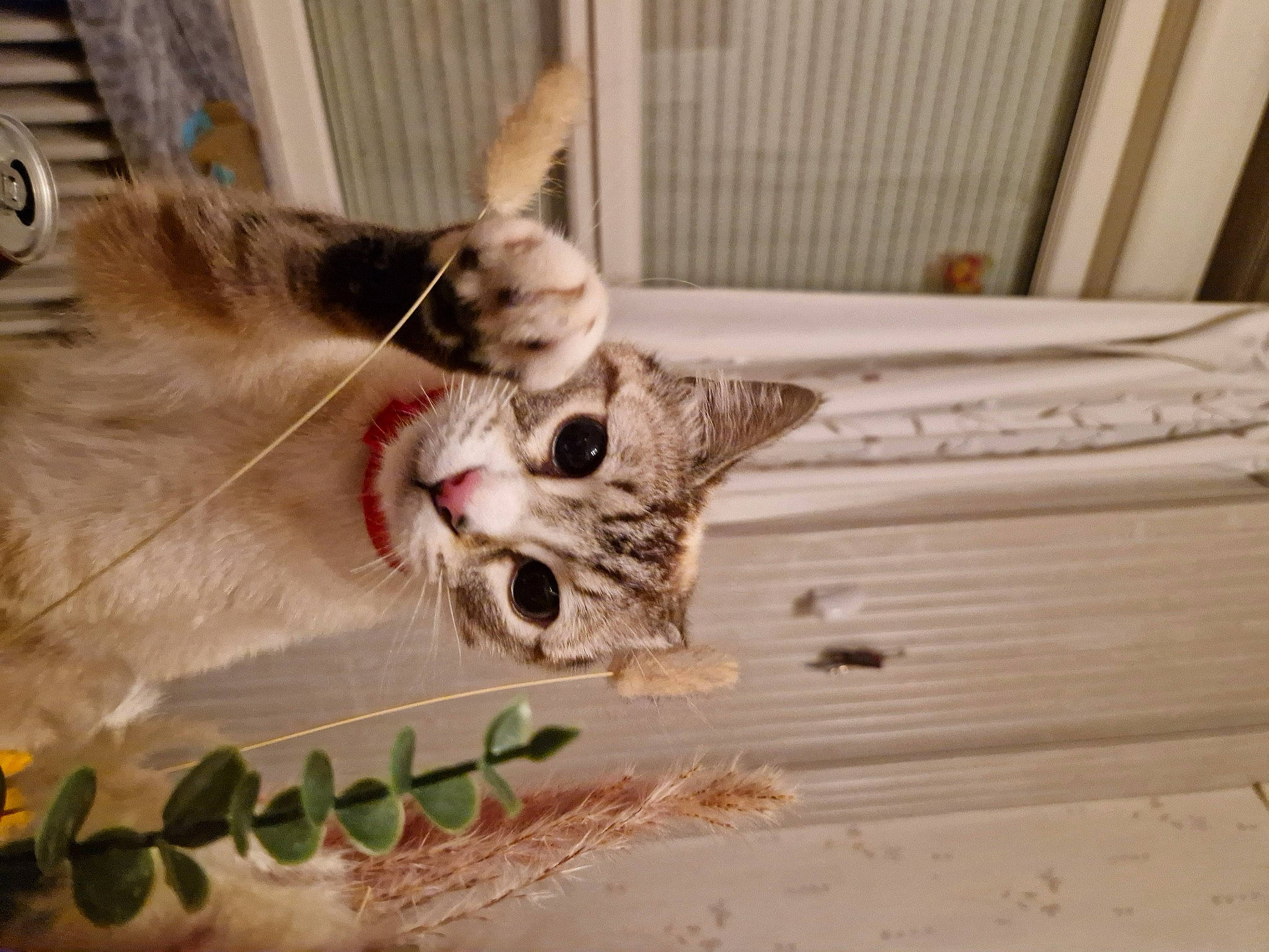 Floki participe au concours pour gagner de l'argent avec cette photo : animal_shelter, carnivore, cat, claw, domestic_short_haired_cat, door, fawn, felidae, fur, hardwood, paw, plant, small_to_medium_sized_cats, snout, tail, whiskers, wood