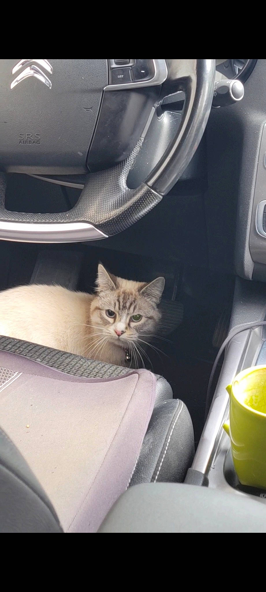 Floki participe au concours pour gagner de l'argent avec cette photo : automotive_design, automotive_exterior, automotive_lighting, automotive_tire, car_seat, carnivore, cat, comfort, felidae, fender, motor_vehicle, personal_luxury_car, serveware, small_to_medium_sized_cats, tableware, trunk, vehicle, vehicle_door, whiskers, window