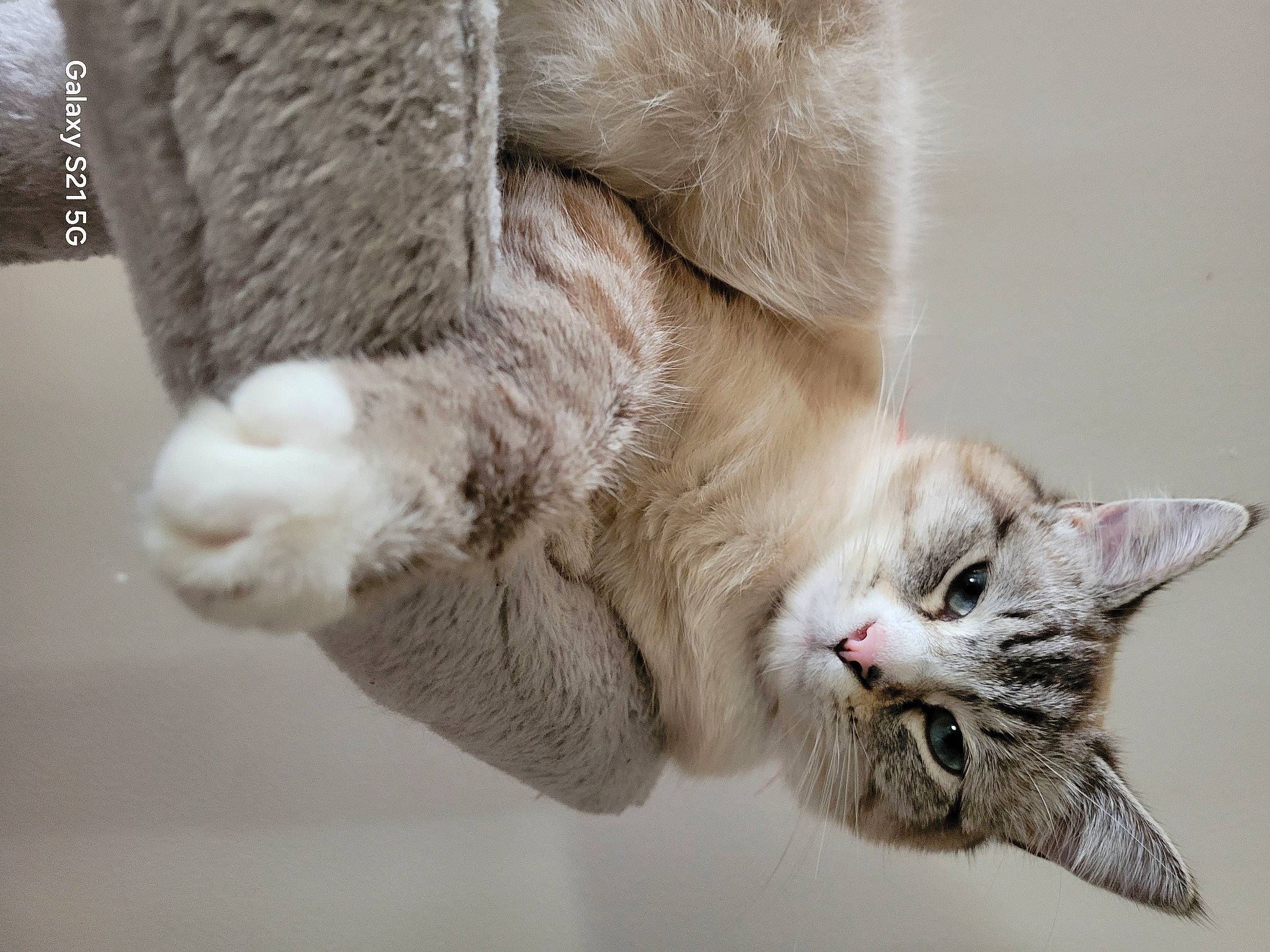 Floki participe au concours pour gagner de l'argent avec cette photo : carnivore, cat, claw, close_up, domestic_short_haired_cat, felidae, foot, fur, gesture, paw, small_to_medium_sized_cats, snout, tail, vertebrate, whiskers