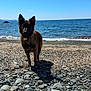 animal, beach, canine, coast, collar, daytime, dog, landscape, nature, ocean, outdoor, pet, rocks, shadow, shore, sky, standing, sunlight, water, waves