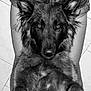 animal, black_and_white, canine, companion, cute, denim_shorts, dog, domestic_animal, ears, floor, fur, furry, indoor, lap, legs, looking_at_camera, paws, pet, portrait, relaxed
