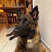 Arès participe au concours pour gagner de l'argent avec cette photo : animal, black, brown, canine, chair, collar, dog, ears, floor, fur, german_shepherd, home, indoor, lights, pet, relaxed, table, tag, tile, wall