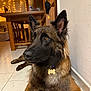 animal, black, brown, canine, chair, collar, dog, ears, floor, fur, german_shepherd, home, indoor, lights, pet, relaxed, table, tag, tile, wall
