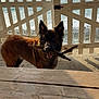 animal, beach, canine, clouds, daytime, dog, fence, nature, ocean, outdoor, pet, playful, relaxation, sand, shore, sky, stick, sunlight, water, wooden_table