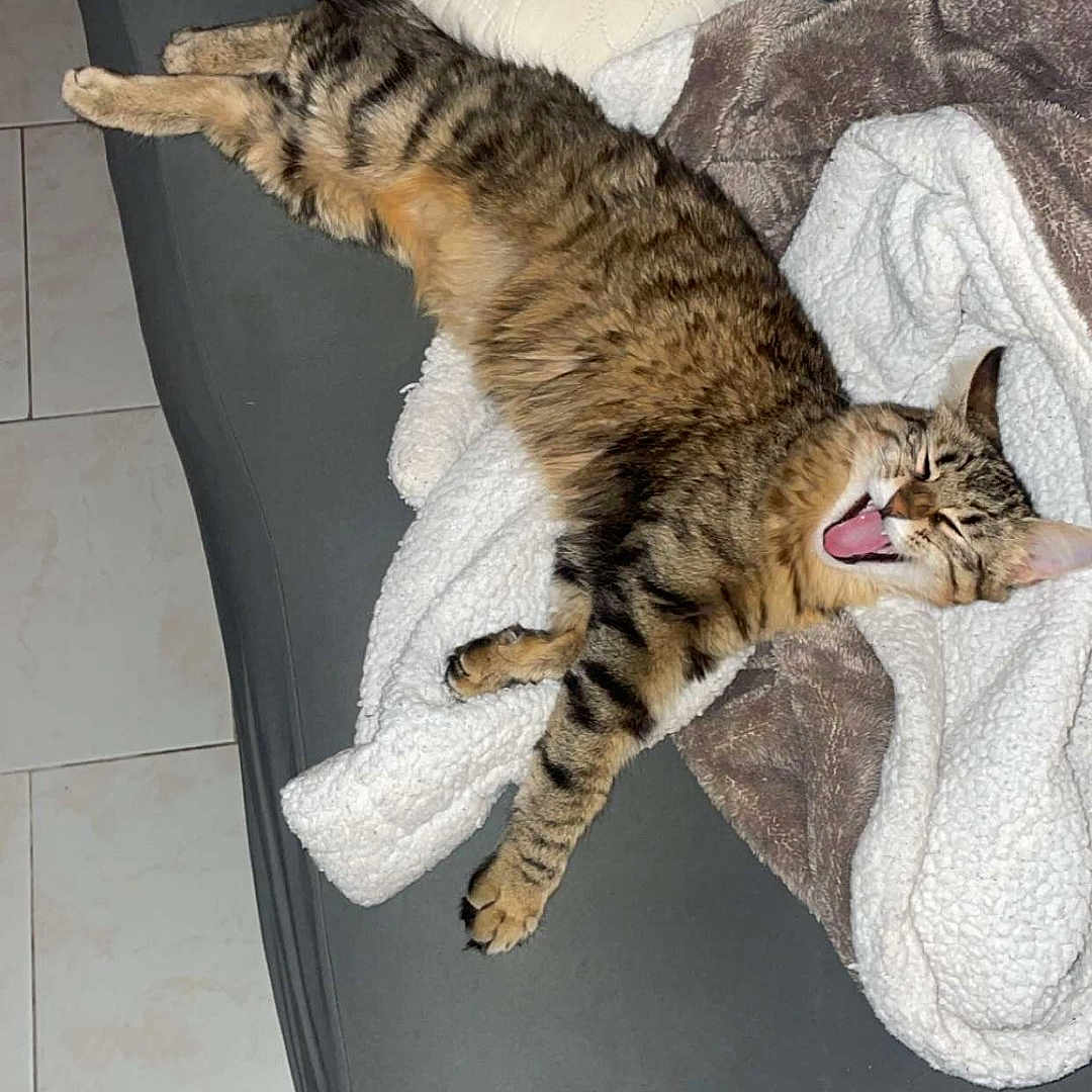 Ullia participe au concours pour gagner de l'argent avec cette photo : animal, blanket, cat, couch, cushion, furniture, homedecor, kitten, person, pet, pillow, sleeping