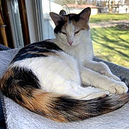 Crystal Davis joined the competition — help win amazing prizes! cat, calico_cat, feline, pet, indoor, window, sunlight, blanket, resting, relaxed, fur, tail, paw, animal, domestic, house, daylight, nature_outside, quiet, cozy