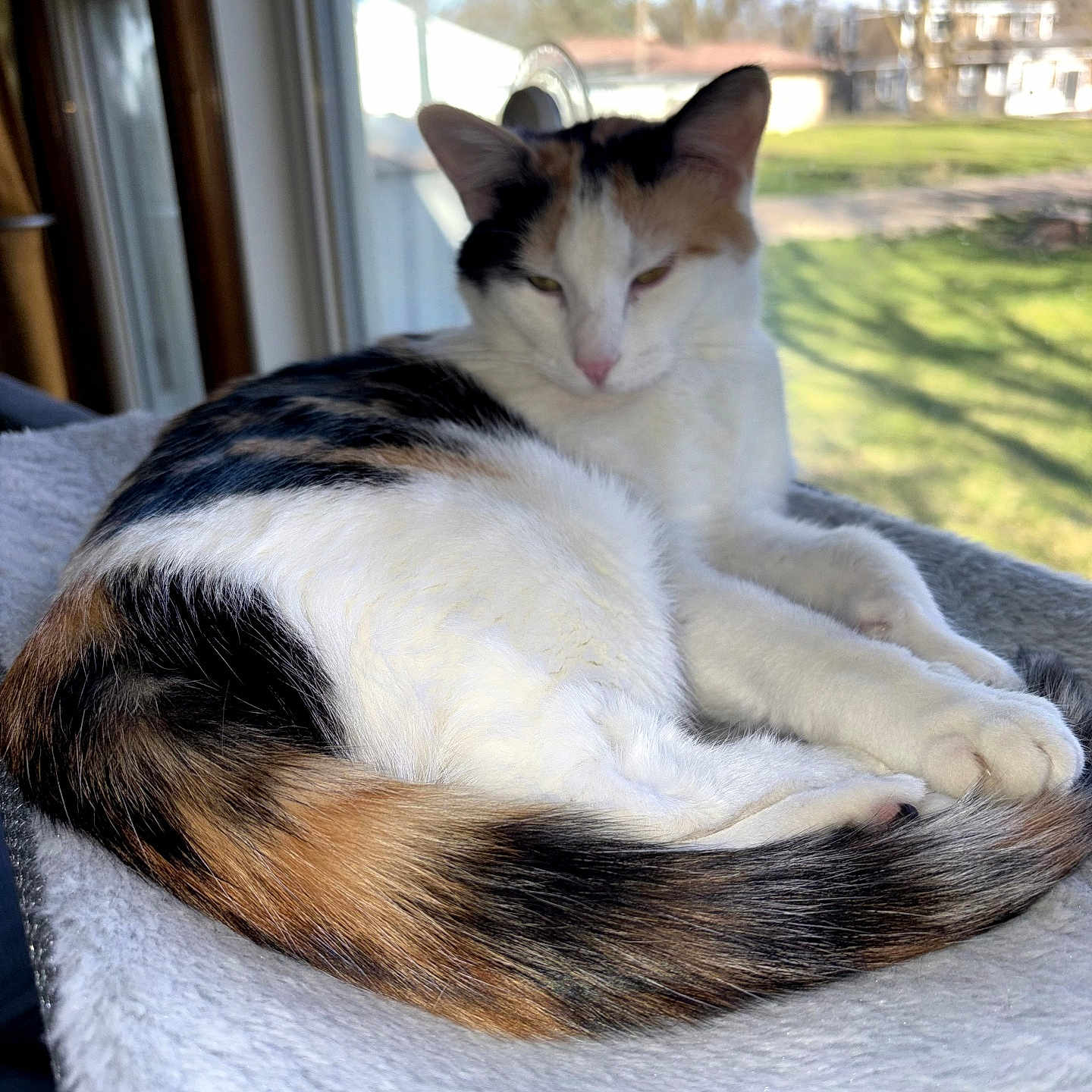Crystal Davis joined the competition — help win amazing prizes! cat, calico_cat, feline, pet, indoor, window, sunlight, blanket, resting, relaxed, fur, tail, paw, animal, domestic, house, daylight, nature_outside, quiet, cozy