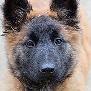 Oops participe au concours pour gagner de l'argent avec cette photo : belgian_shepherd, belgian_shepherd_malinois, bohemian_shepherd, canidae, carnivore, dog, dog_breed, east_european_shepherd, fawn, german_shepherd_dog, groenendael, king_shepherd, kunming_wolfdog, mammal, old_german_shepherd_dog, rare_breed_dog, shiloh_shepherd_dog, snout, tervuren, vertebrate