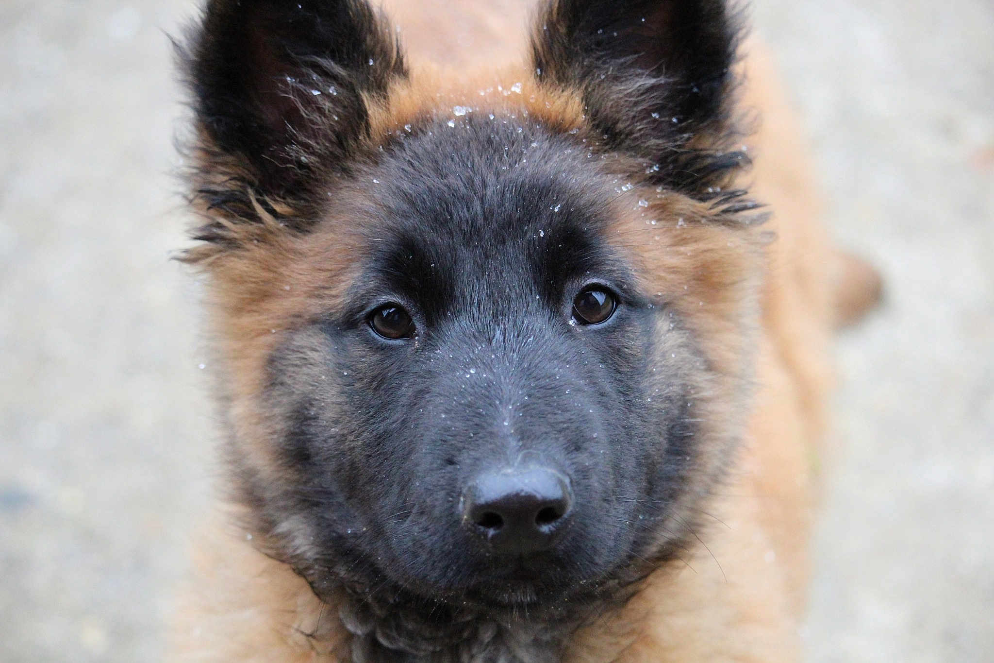 Oops participe au concours pour gagner de l'argent avec cette photo : belgian_shepherd, belgian_shepherd_malinois, bohemian_shepherd, canidae, carnivore, dog, dog_breed, east_european_shepherd, fawn, german_shepherd_dog, groenendael, king_shepherd, kunming_wolfdog, mammal, old_german_shepherd_dog, rare_breed_dog, shiloh_shepherd_dog, snout, tervuren, vertebrate