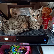 Neko is registered to the contest to win money with this photo: cat, tabby, xfinity_box, teddy_bear, valentines_mug, mini_helmet, shelf, indoor, pet, animal, electronics, toy, decor, fur, whiskers, face, eyes, tail, curious, relaxed