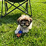 puppy, dog, grass, outdoor, toy, blue_toy, folding_chair, jacket, sunlight, greenery, pet, cute, playful, summer, leisure, park, animal, canine, daytime, nature