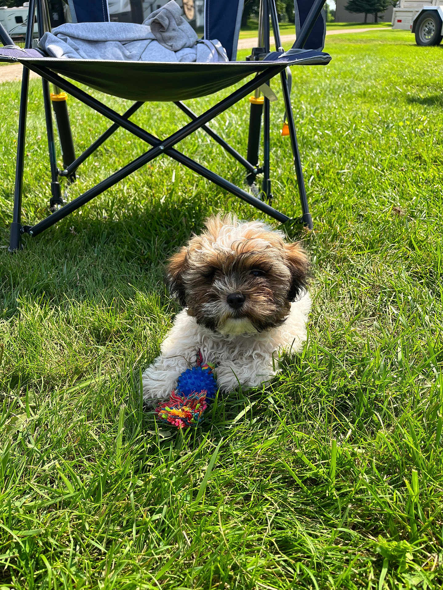 Stitch is registered to the contest to win money with this photo: puppy, dog, grass, outdoor, toy, blue_toy, folding_chair, jacket, sunlight, greenery, pet, cute, playful, summer, leisure, park, animal, canine, daytime, nature