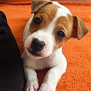 Bilou participe au concours pour gagner de l'argent avec cette photo : puppy, dog, pet, cute, brown_and_white, fur, nose, eyes, paws, blanket, orange, indoor, close_up, animal, portrait, young, small, adorable, resting, curious