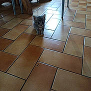 Basile participe au concours pour gagner de l'argent avec cette photo : kitten, cat, indoor, floor, tile, small, animal, pet, curious, cute, young, feline, legs, chair, brown, orange, light, shadow, house, domestic
