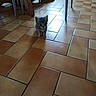 kitten, cat, indoor, floor, tile, small, animal, pet, curious, cute, young, feline, legs, chair, brown, orange, light, shadow, house, domestic