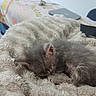 Basile a rejoint le concours — aidez-le/la à gagner de superbes lots ! kitten, sleeping, gray_fur, fluffy_blanket, cozy, indoor, bedroom, soft_texture, resting, pet, animal, cute, small, fur, home, blanket, laptop, furniture, comfort, peaceful