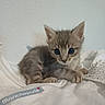 kitten, cat, animal, pet, cute, furry, wide_eyes, blanket, indoor, small, young, fur, whiskers, ears, resting, cozy, soft, curious, domestic_cat, sleeping_area