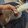 kitten, cat, baby_bottle, milk, hand, fur, paw, lap, patterned_fabric, indoor, floor, sitting, soft, cute, small, feeding, domestic_animal, pet, nurturing, cozy