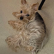 Lorenzo is registered to the contest to win money with this photo: dog, small_dog, curled_up, tan_fur, black_fur, carpet, indoor, pet, ears, curious_look, fur, animal, cute, companion, resting, canine, domestic_animal, floor, chair_leg, lying_down