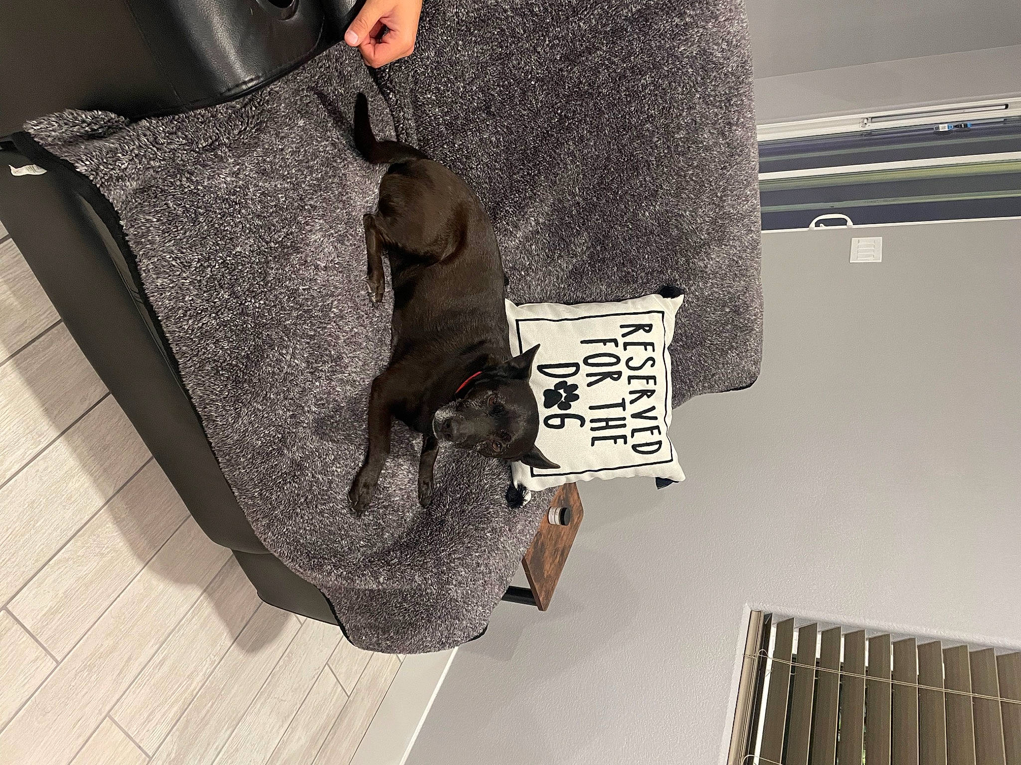 Rocky joined the competition — help win amazing prizes! art, bag, computer_monitor, eyewear, fashion_accessory, fashion_design, font, fur, grey, handwriting, illustration, metal, pattern, product, room, shadow, shelf, shelving, stairs, visual_arts