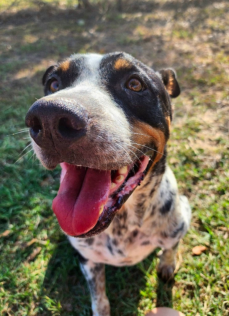 Eve is registered to the contest to win money with this photo: canidae, carnivore, collar, companion_dog, dog, dog_breed, dog_collar, dog_supply, fawn, grass, guard_dog, hunting_dog, non_sporting_group, snout, sporting_group, terrestrial_animal, whiskers, working_animal, working_dog