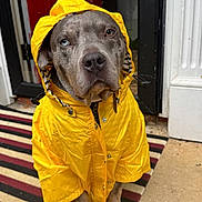Bison Lee joined the competition — help win amazing prizes! dog, raincoat, yellow_clothing, pet, canine, hood, striped_rug, door, porch, outdoor, paw, blue_eye, brown_eye, sitting, waiting, animal, cute, weather_protection, fashion, portrait
