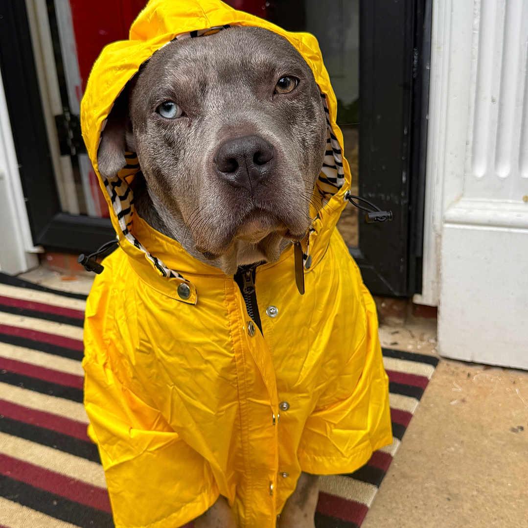 Bison Lee joined the competition — help win amazing prizes! animal, blue_eye, brown_eye, canine, cute, dog, door, fashion, hood, outdoor, paw, pet, porch, portrait, raincoat, sitting, striped_rug, waiting, weather_protection, yellow_clothing