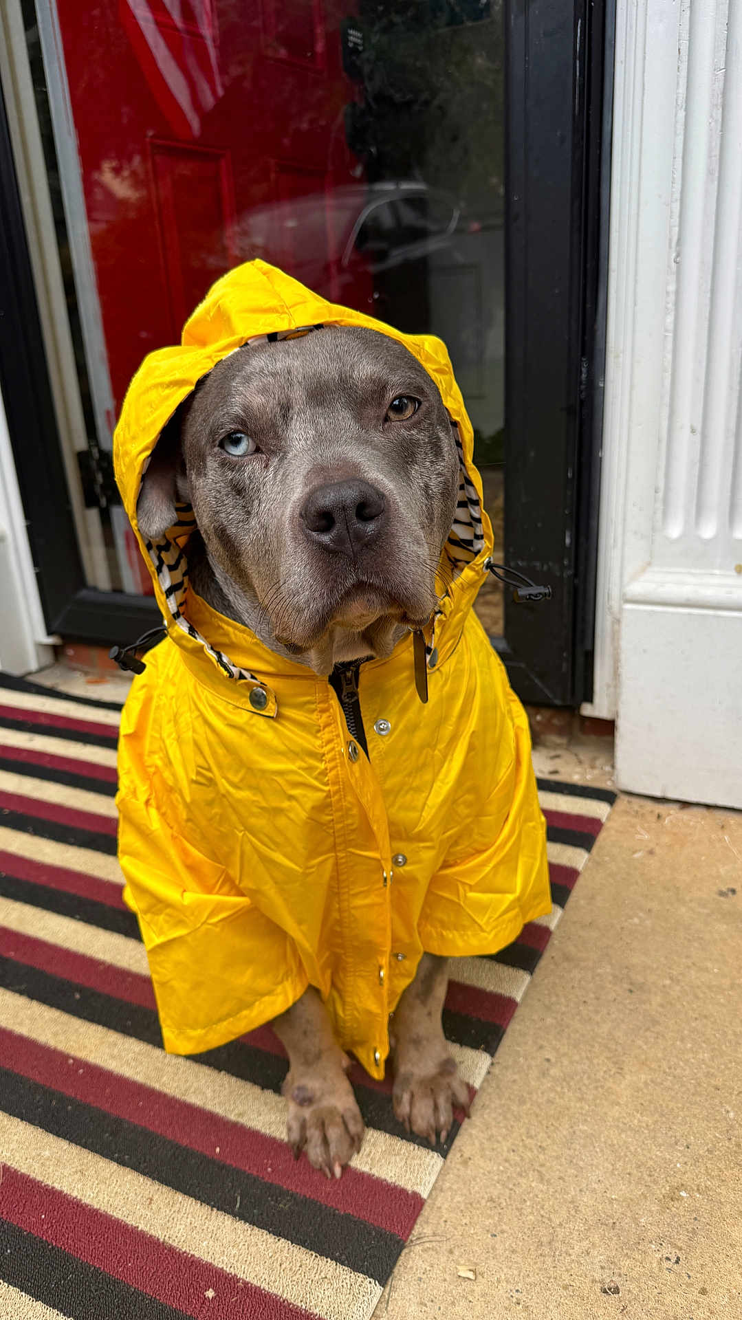 Bison Lee joined the competition — help win amazing prizes! dog, raincoat, yellow_clothing, pet, canine, hood, striped_rug, door, porch, outdoor, paw, blue_eye, brown_eye, sitting, waiting, animal, cute, weather_protection, fashion, portrait