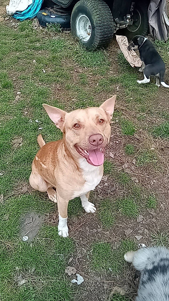 Jasper is registered to the contest to win money with this photo: automotive_tire, carnivore, collar, companion_dog, dog, dog_breed, dog_collar, fawn, fender, grass, mammal, plant, tail, tire, toy_dog, tread, vertebrate, wheel, whiskers, working_animal