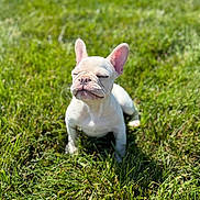 Winston joined the competition — help win amazing prizes! dog, puppy, french_bulldog, grass, outdoor, sunlight, pet, animal, cute, young, nature, mammal, small, white, adorable, sitting, sunny, closeup, daylight, peaceful