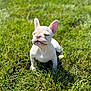 dog, puppy, french_bulldog, grass, outdoor, sunlight, pet, animal, cute, young, nature, mammal, small, white, adorable, sitting, sunny, closeup, daylight, peaceful