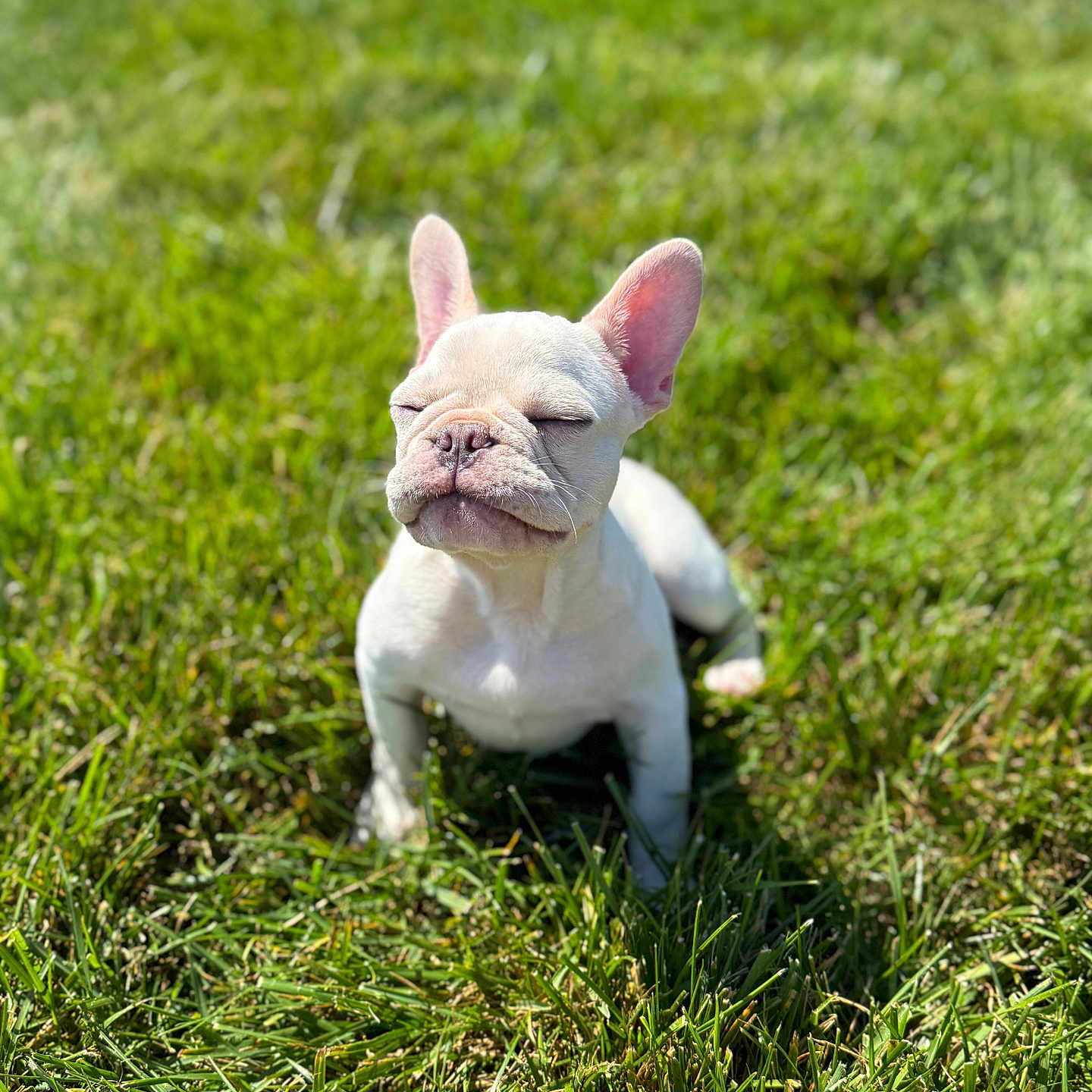 Winston joined the competition — help win amazing prizes! adorable, animal, closeup, cute, daylight, dog, french_bulldog, grass, mammal, nature, outdoor, peaceful, pet, puppy, sitting, small, sunlight, sunny, white, young