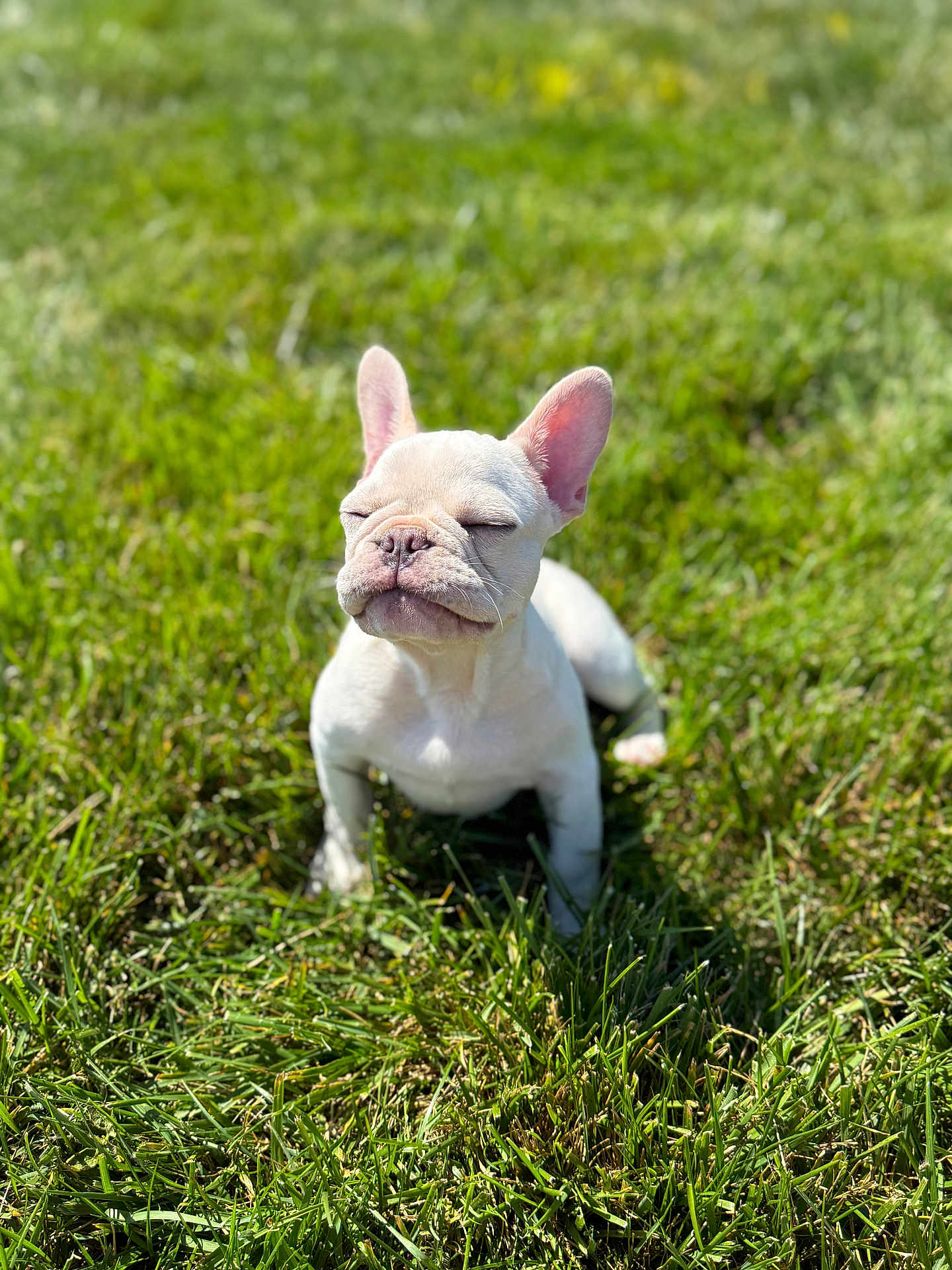 Winston joined the competition — help win amazing prizes! dog, puppy, french_bulldog, grass, outdoor, sunlight, pet, animal, cute, young, nature, mammal, small, white, adorable, sitting, sunny, closeup, daylight, peaceful