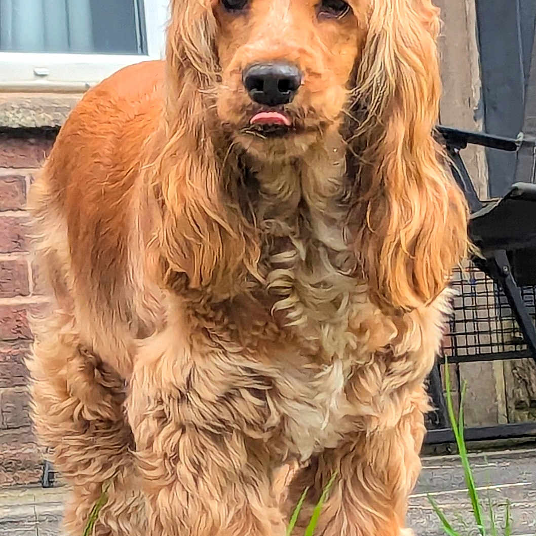 Lucy is registered to the contest to win money with this photo: animal, brick_wall, curly_hair, cute, dog, ears, fluffy, fur, golden, grass, nose, outdoor, paws, pet, playful, portrait, stone_path, tongue_out, topknot, window
