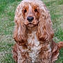 Lucy joined the competition — help win amazing prizes! dog, cocker_spaniel, pet, animal, grass, outdoor, fur, ears, sitting, mammal, portrait, cute, canine, nature, grassland, looking_at_camera, friendly, fluffy, domestic_animal, companion