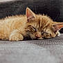 Ozzy joined the competition — help win amazing prizes! kitten, cat, sleeping, orange_tabby, fur, paw, couch, gray, closeup, pet, napping, domestic_cat, whiskers, relaxation, indoor, cozy, soft, young_cat, animal, cute