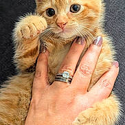Ozzy is registered to the contest to win money with this photo: kitten, cat, orange_tabby, hand, rings, fingernails, fur, pet, cute, animal, domestic_cat, whiskers, paw, closeup, indoor, soft, young, friendly, mammal, curious
