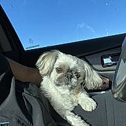 Ollie joined the competition — help win amazing prizes! dog, small_dog, car_interior, person, lap, sunlight, window, blue_sky, seat, fur, pet, relaxing, animal, cute, companion, indoor, casual, comfort, closeup, daylight