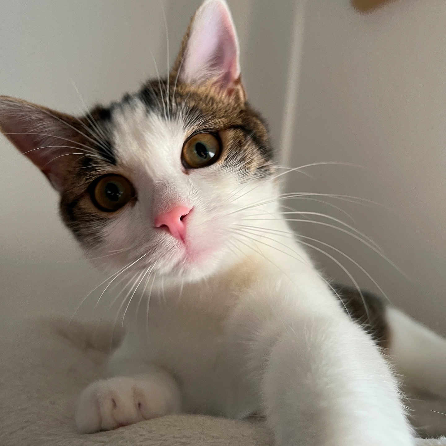 Nougat participe au concours pour gagner de l'argent avec cette photo : animal, brown_fur, cat, close_up, cozy, curious, cute, ears, feline, indoor, paw, pet, pink_nose, playful, portrait, soft_texture, tabby, whiskers, white_fur, wide_eyes