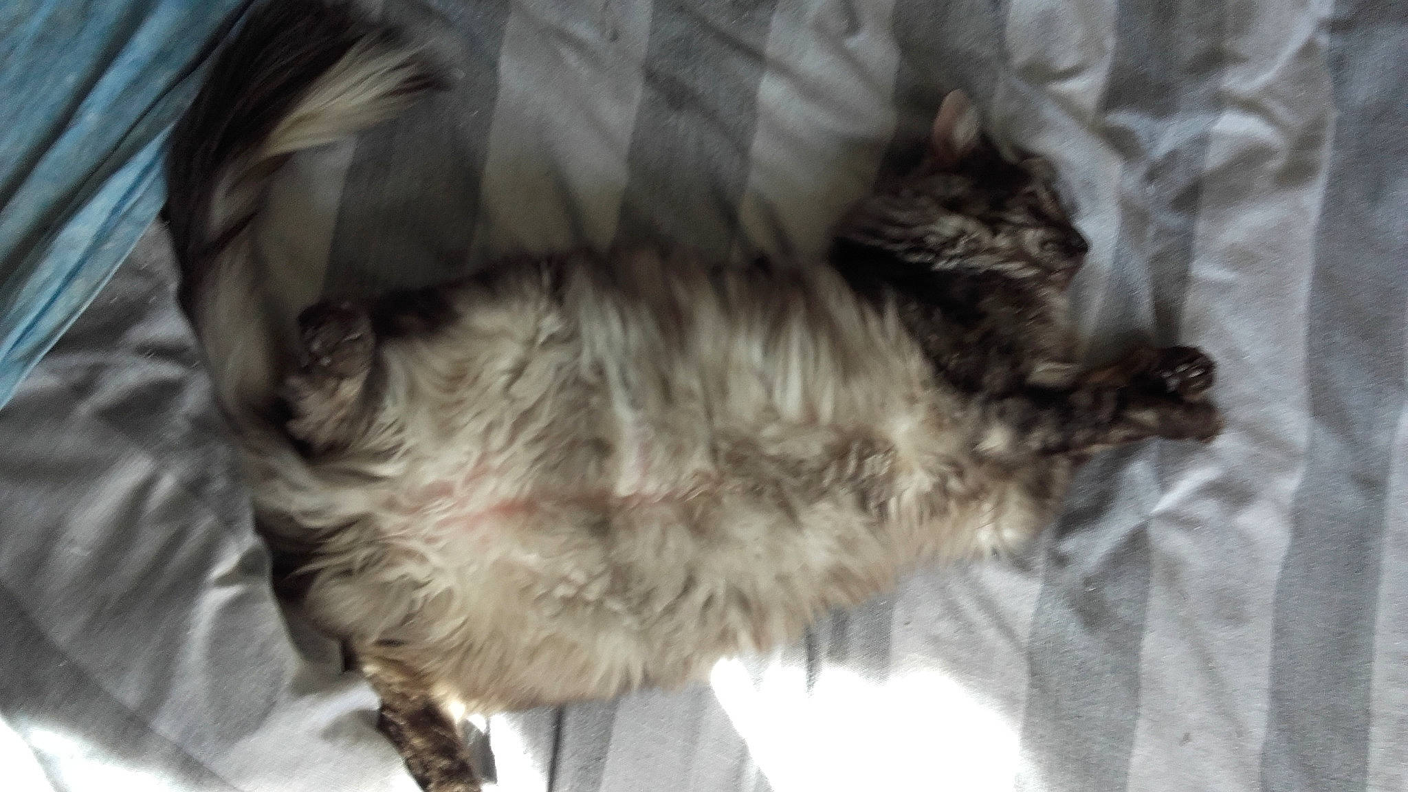 Pacha participe au concours pour gagner de l'argent avec cette photo : canidae, carnivore, cat, felidae, fur, norwegian_forest_cat, small_to_medium_sized_cats, snout