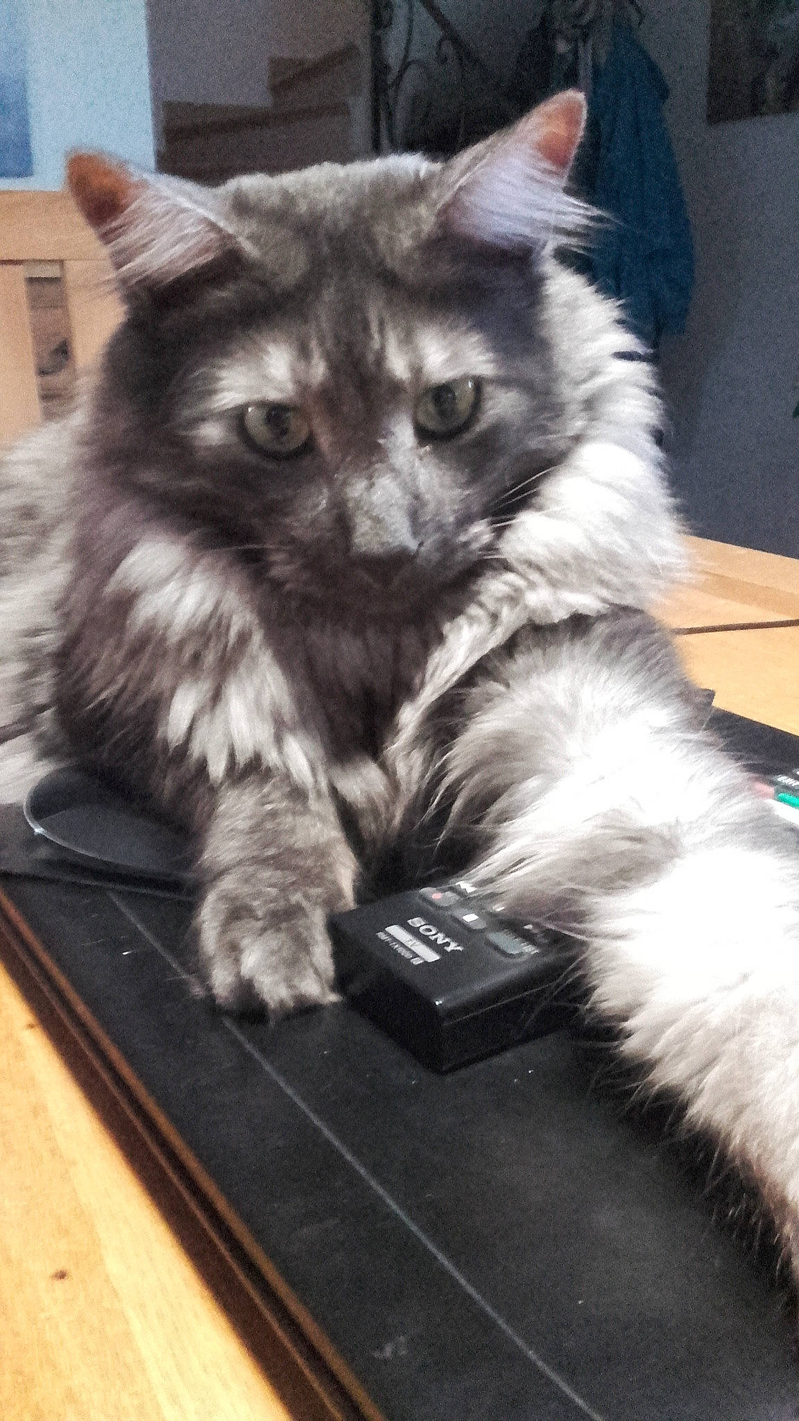 Pacha participe au concours pour gagner de l'argent avec cette photo : american_curl, asian, carnivore, cat, domestic_long_haired_cat, felidae, fur, kitten, maine_coon, mammal, nebelung, norwegian_forest_cat, siberian, small_to_medium_sized_cats, whiskers