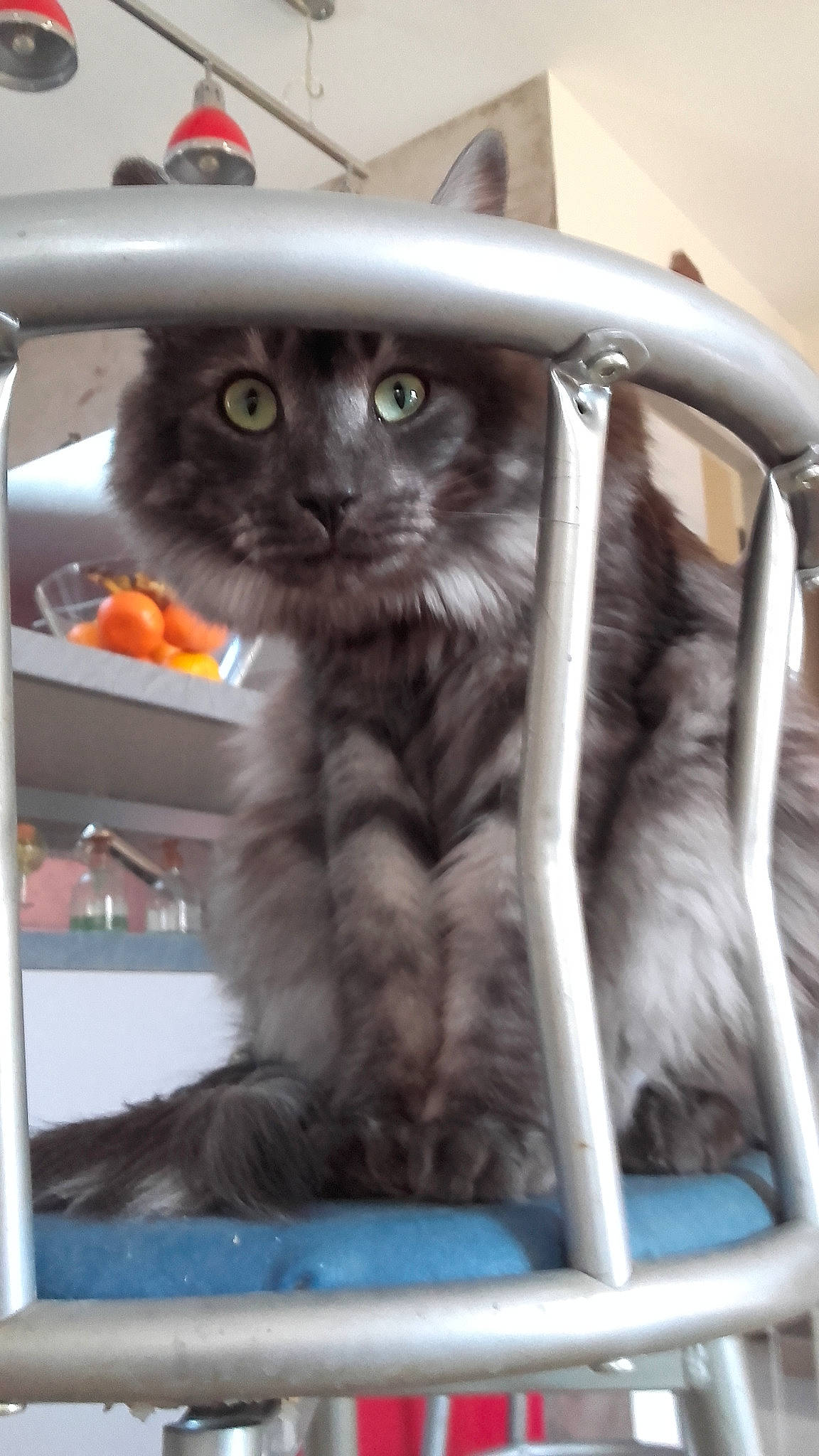 Pacha participe au concours pour gagner de l'argent avec cette photo : british_longhair, british_semi_longhair, carnivore, cat, domestic_long_haired_cat, domestic_short_haired_cat, felidae, kitten, korat, nebelung, norwegian_forest_cat, russian_blue, siberian, silver, small_to_medium_sized_cats, whiskers