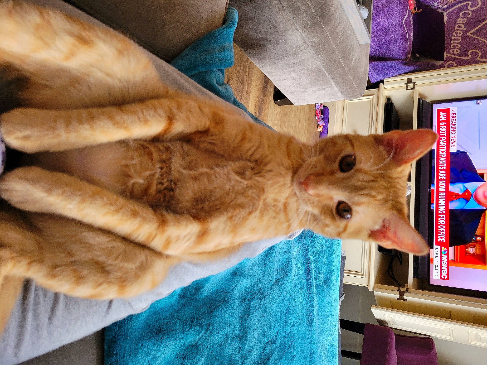 Jude joined the competition — help win amazing prizes! canidae, carnivore, cat, claw, comfort, dog_breed, domestic_short_haired_cat, electric_blue, fawn, felidae, fur, room, small_to_medium_sized_cats, sporting_group, tail, whiskers, wood