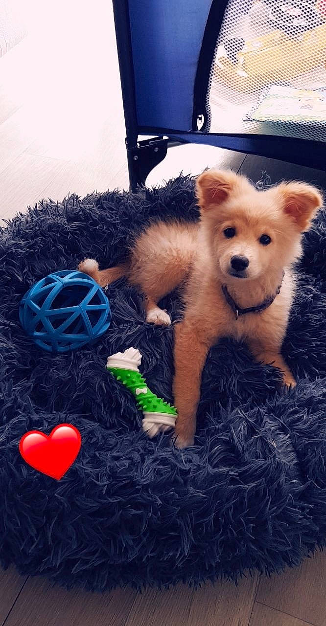 Rio a rejoint le concours — aidez-le/la à gagner de superbes lots ! akita, canidae, carnivore, companion_dog, dog, dog_breed, dog_clothes, dog_toy, fur, mammal, non_sporting_group, pomeranian, puppy, rare_breed_dog, spitz, sporting_group