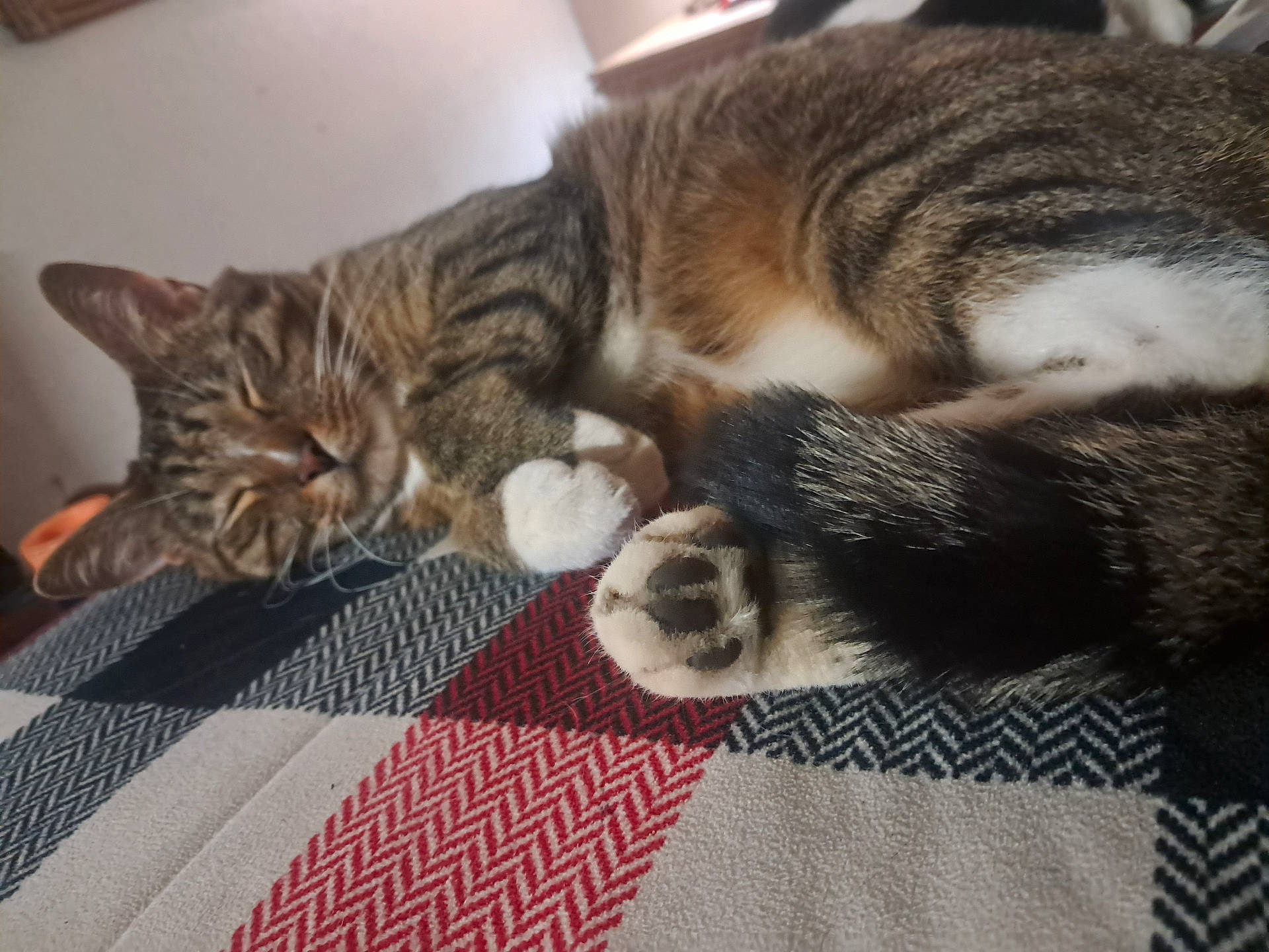 abyssinian, animal, bed, blanket, canine, cat, couch, cushion, dog, furniture, homedecor, indoors, kitten, linen, manx, person, pet, quilt, sleeping, tablecloth