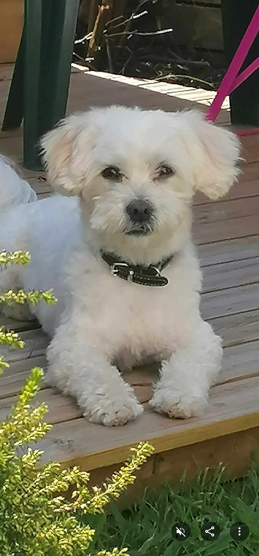 Titi