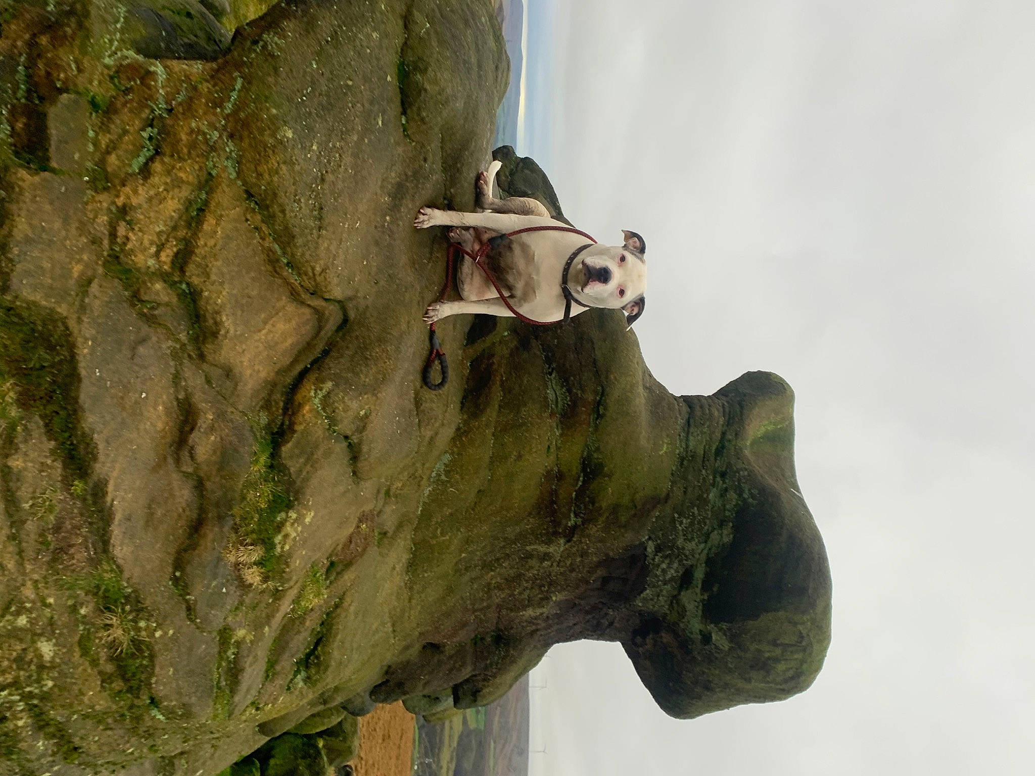 Millie joined the competition — help win amazing prizes! bedrock, klippe, outcrop, rock, sculpture, statue, terrain