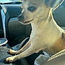 dog, small_dog, chihuahua, car, dashboard, sunlight, lens_flare, paws, pet, animal, fur, close_up, interior, travel, window, seat, cup, daylight, vehicle, companion
