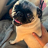Daisy is registered to the contest to win money with this photo: dog, pug, pet, animal, cute, tongue_out, car_interior, child_hand, sunlight, seat, happy, closeup, fur, portrait, companion, domestic_animal, friendly, sitting, paw, canine